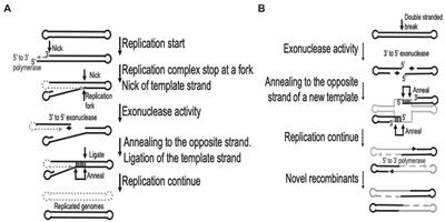 Capripoxviruses, leporipoxviruses, and orthopoxviruses: Occurrences of recombination